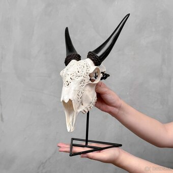 Autentická biela vyrezávaná lebka kozy - motív veľký lotos - 2