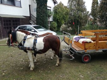 welsh  krasne kobylky - 2