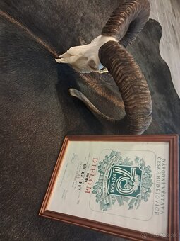 Trofeje, trofej, parozie, parohy - 2