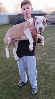 Šteniatka American Bully XL - 2