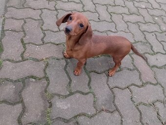 Jazvečík trpazliči - 2