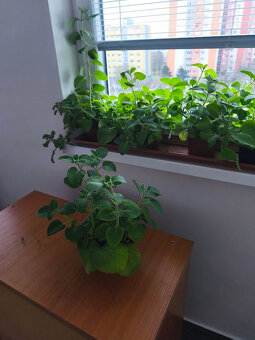 Nádchovník rímovník muchovník - 2