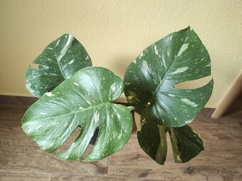 Monstera Thai - 2
