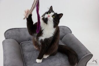 KEVIN hľadá domov - 2