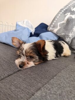 Yorkshire Biewer - 2