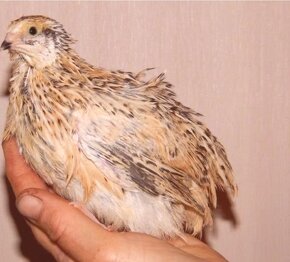 Prepelice japonské - 2