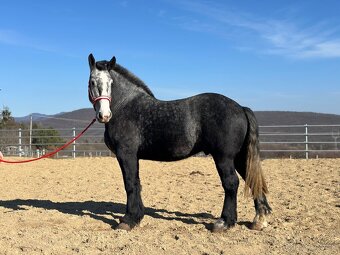 Valach na predaj - percheron - 2