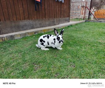 Rex dalmatin strakač čierny - 2