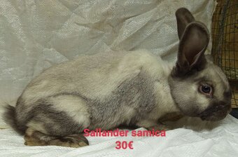 Izbový, sallander, belgický, nemecký obor - 2