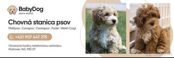 Maltipoo cavapoo Cockapoo - 2