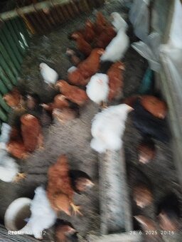 Hydina - 2