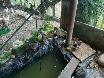 mandarínske kačičky - 2