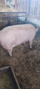 Predám prasnicu po prvých prasiatkach - 2