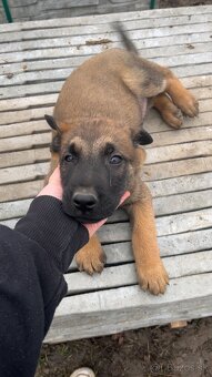 Belgicky ovciak X nemecky ovciak - 2