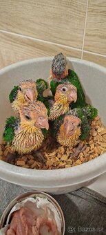 Amazonik bielobruchy - 2