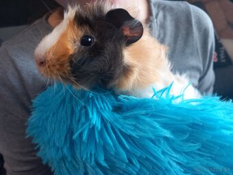 Morské prasiatka -samičky - 2