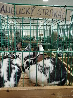 Zajace na predaj - 2