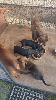 Jazvecík standart - 2