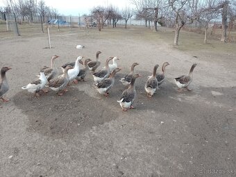 Husi na predaj - 2