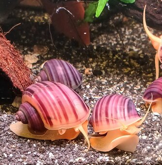 Ružove a biele Ampularie-Pomacea bridgesii - 2