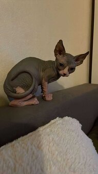 Sphynx - 2