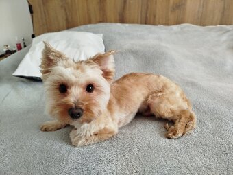 Yorkshire terrier - 2