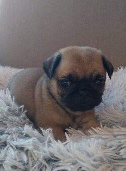 Mops s PP - 2