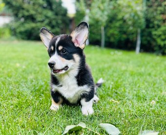 Welsh Corgi Pembroke s PP - 2