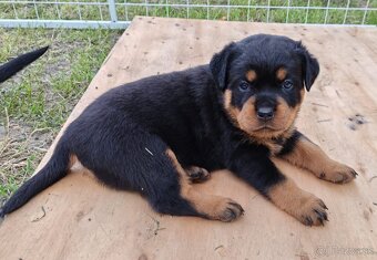 Šteniatka Rottweilera, Rottweiler, Rotvajler,Rottweiler s PP - 2