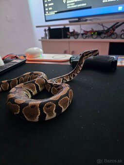 Python Regius - Pytón kráľovský - Ball Python - 2