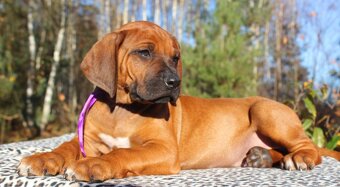 Rhodézsky ridgeback - 2