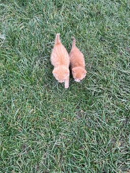 Darujem mačiatka - 2