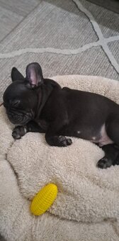 Francuzsky buldoček - 2