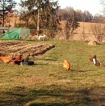 Kohút Oravka žltohneda - 2