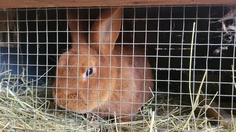 Novozélandský červený (1-0 , samce) - 2