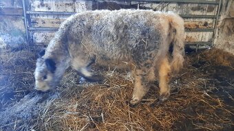 Galloway jalovica - 2