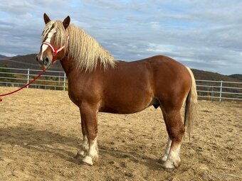 Predám žrebca - ťažný kôň na predaj - 2