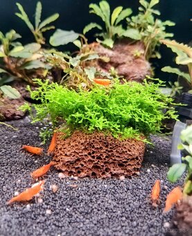 Predám krevetky Orange Sunkit Grade SS - 2