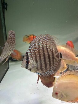 Discus, diskus - 2