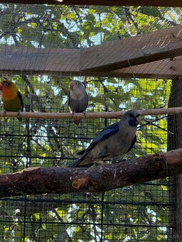 Rozela penant modrá - 2