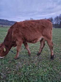 Predám jalovicku (jalovicu, teľa, býka, býčka ) za výhodnú - 2