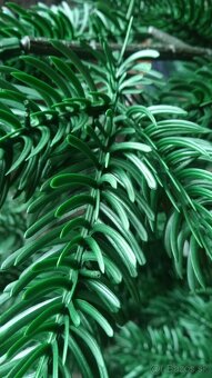 Predám vianočny stromček. - 2