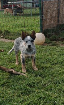 Australsky dobytkarsky pes - 2