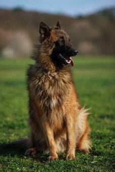 Belgicky ovčiak s PP - 2