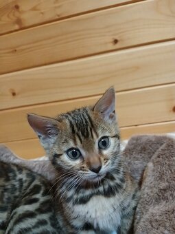 bengal bengalska macka bengalske maciatka - 2