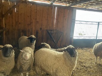 Cigaja berrichon - 2