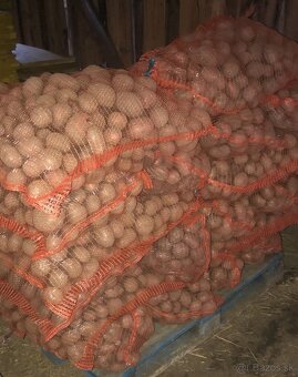 Zemiaky konzumné - 2