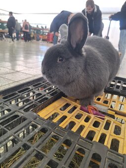 Králik Modrý viedenský - 2