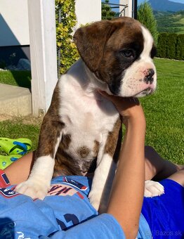 Nemecky boxer - 2