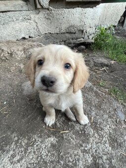 Šteniatka na darovanie - 2